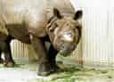 動物図鑑・インドサイ 1